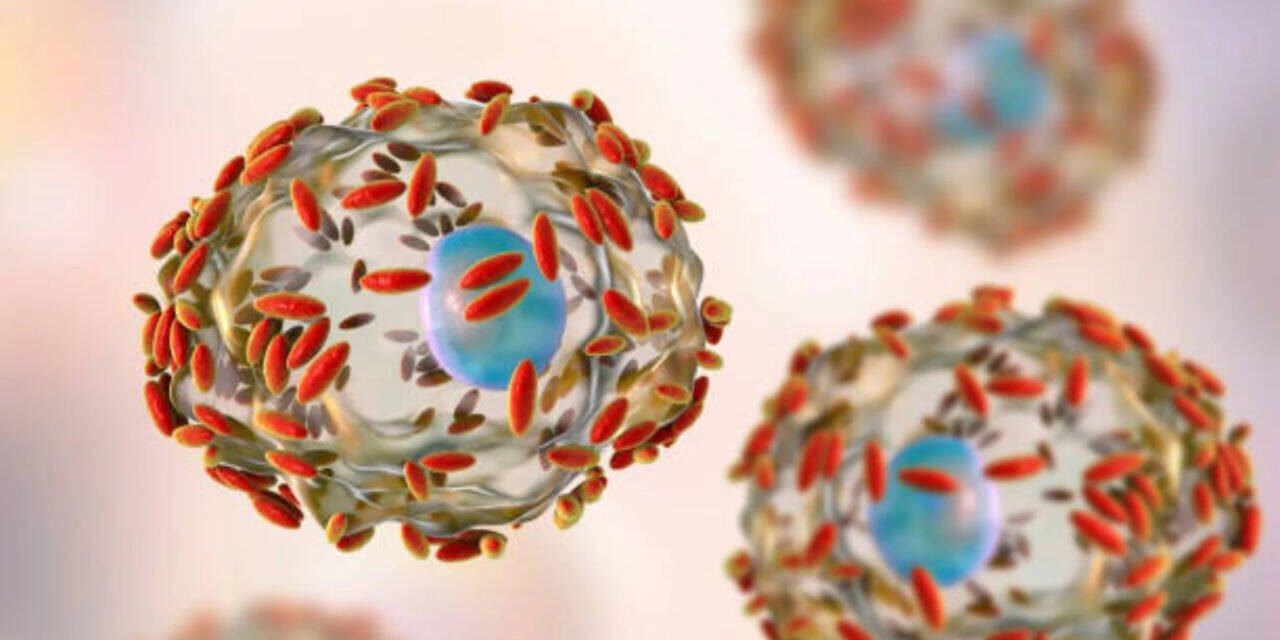 An outbreak of stomach infections in the U.S., how the Cyclospora parasite makes people sick, and what researchers know so far about its origins