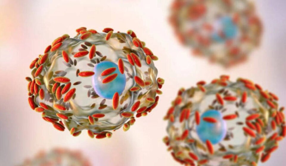 An outbreak of stomach infections in the U.S., how the Cyclospora parasite makes people sick, and what researchers know so far about its origins