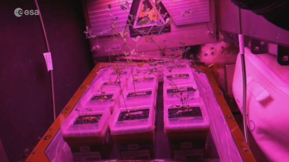 Astronauts show off small glowing gardens inside the International Space Station, where scientists are learning how to grow food for future missions to the moon and Mars