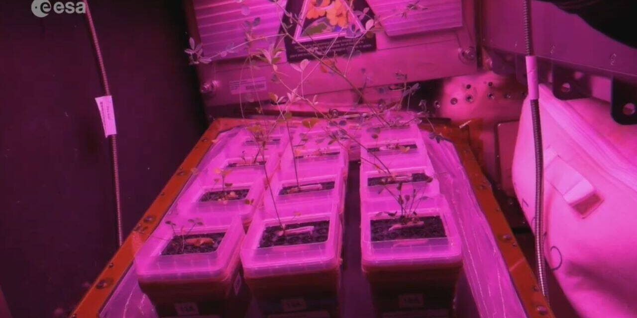 Astronauts show off small glowing gardens inside the International Space Station, where scientists are learning how to grow food for future missions to the moon and Mars