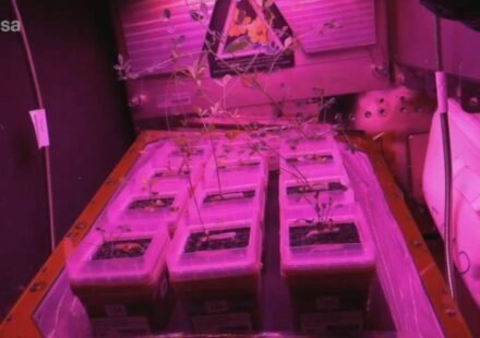 Astronauts show off small glowing gardens inside the International Space Station, where scientists are learning how to grow food for future missions to the moon and Mars