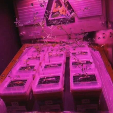 Astronauts show off small glowing gardens inside the International Space Station, where scientists are learning how to grow food for future missions to the moon and Mars