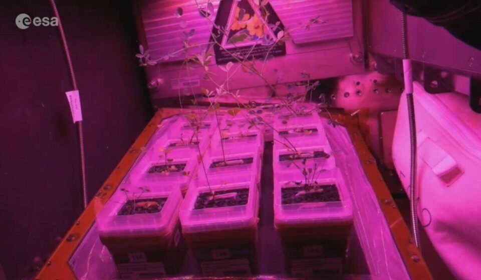 Astronauts show off small glowing gardens inside the International Space Station, where scientists are learning how to grow food for future missions to the moon and Mars