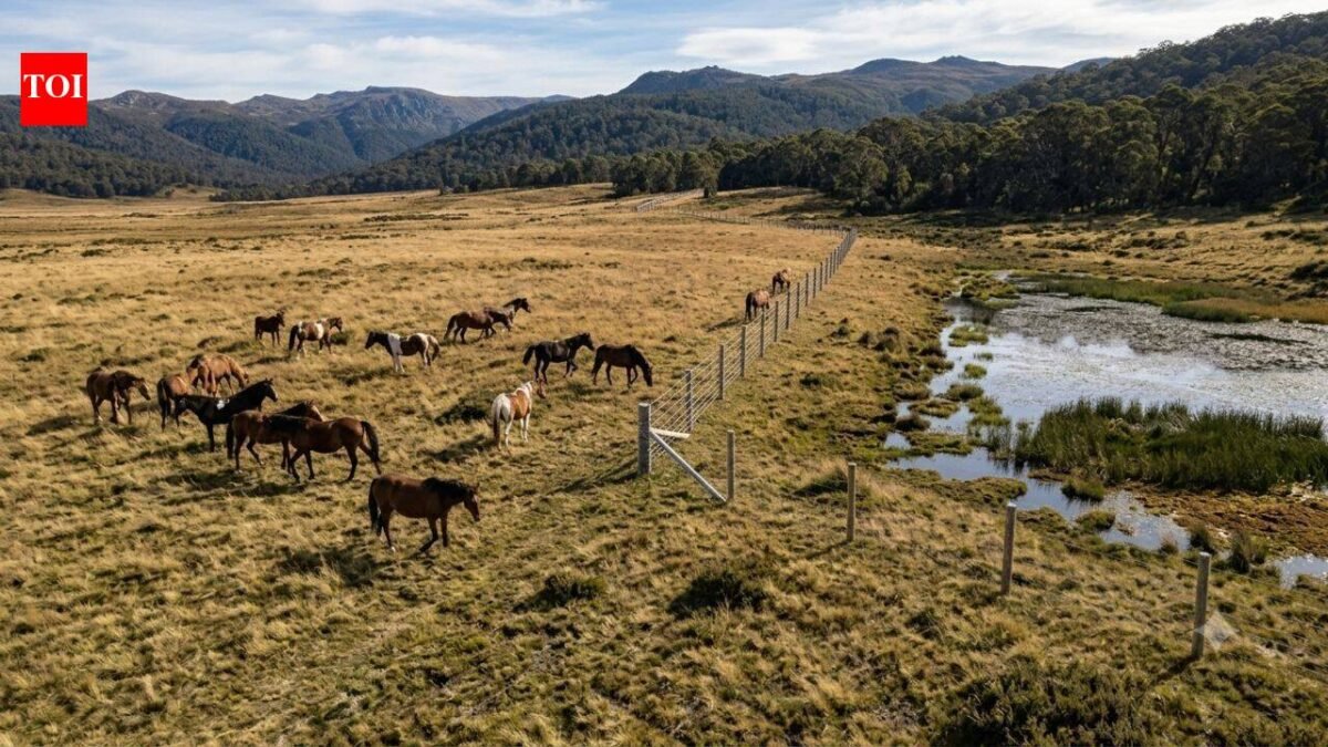 Australia spends $187,000 to build an electric fence in Wild Horse Plains, but the real reason is one of its rarest alpine wetlands | World News