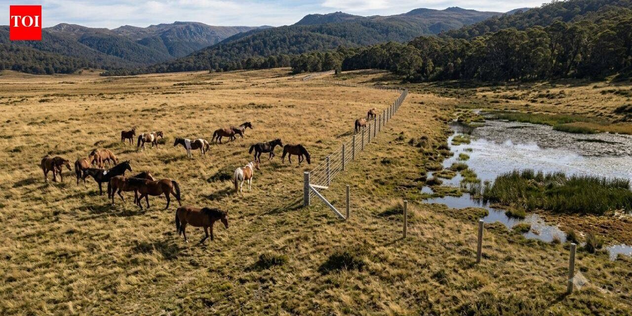 Australia spends $187,000 to build an electric fence in Wild Horse Plains, but the real reason is one of its rarest alpine wetlands | World News