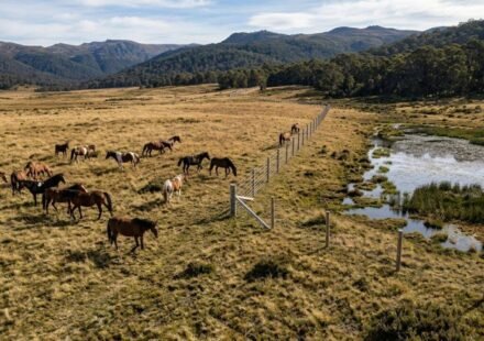 Australia spends $187,000 to build an electric fence in Wild Horse Plains, but the real reason is one of its rarest alpine wetlands | World News