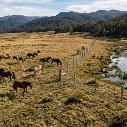 Australia spends $187,000 to build an electric fence in Wild Horse Plains, but the real reason is one of its rarest alpine wetlands | World News