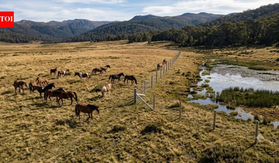 Australia spends $187,000 to build an electric fence in Wild Horse Plains, but the real reason is one of its rarest alpine wetlands | World News