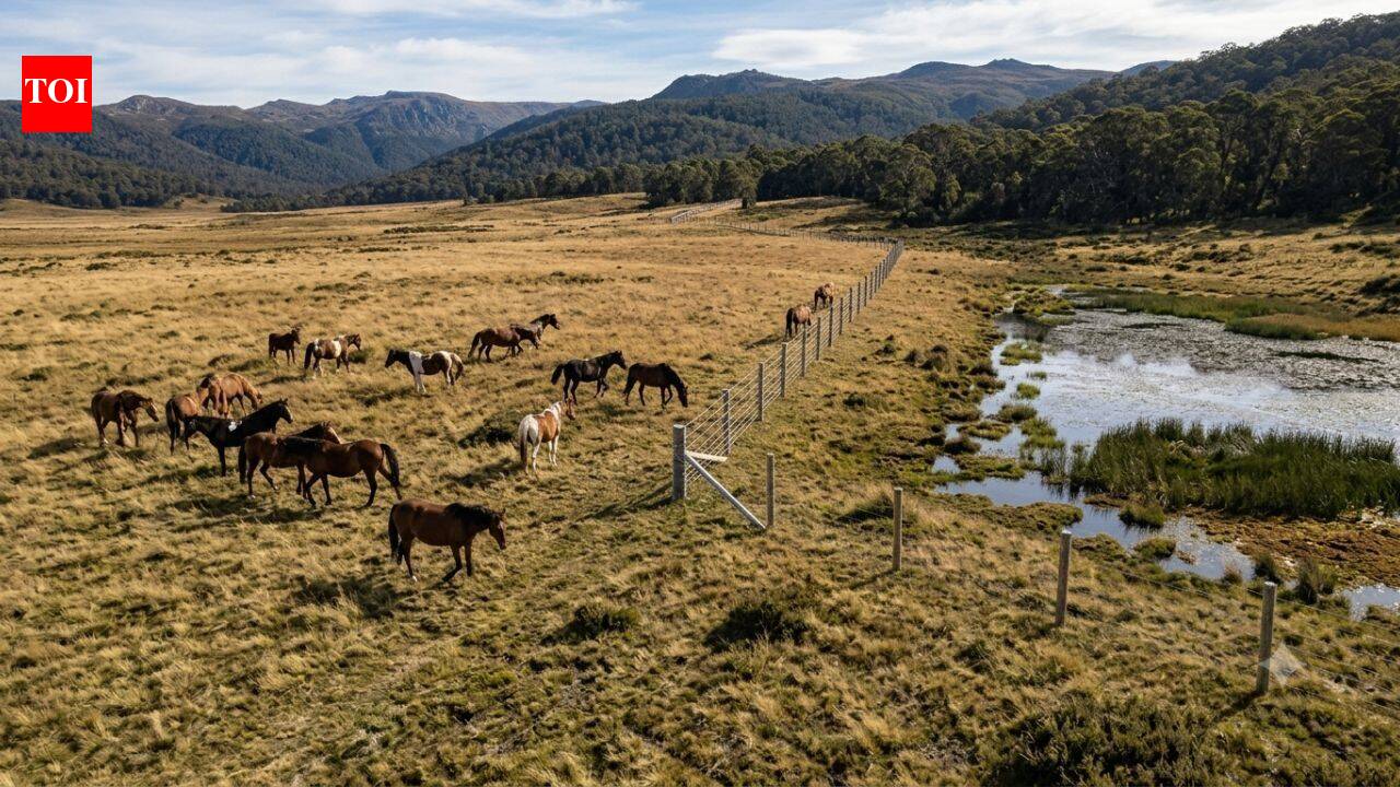 Australia spends $187,000 to build an electric fence in Wild Horse Plains, but the real reason is one of its rarest alpine wetlands | World News