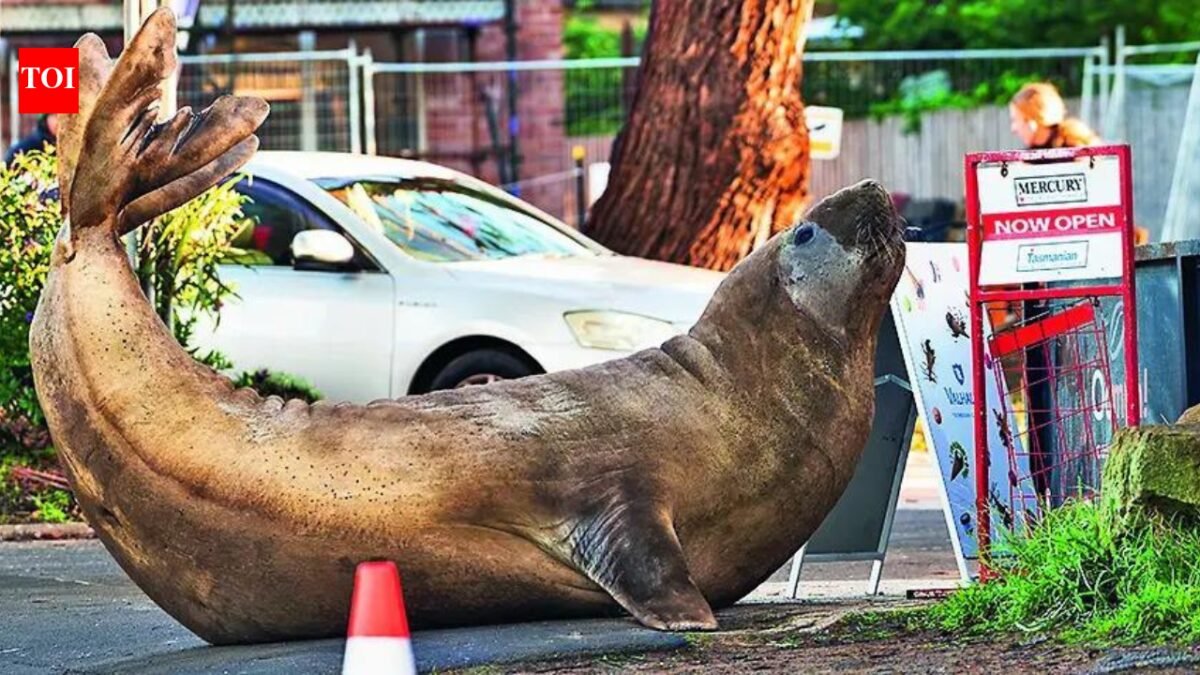 Australian officials ask fans to respect Neil's privacy, the 1,000kg seal respects nothing