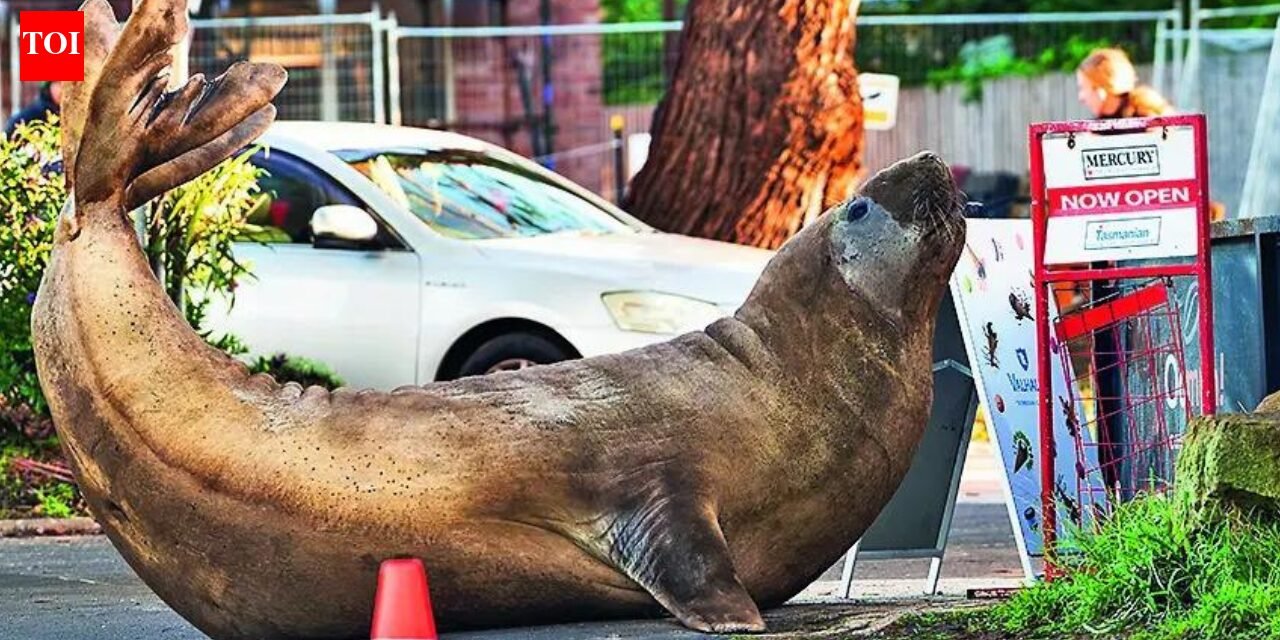 Australian officials ask fans to respect Neil's privacy, the 1,000kg seal respects nothing
