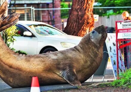 Australian officials ask fans to respect Neil's privacy, the 1,000kg seal respects nothing