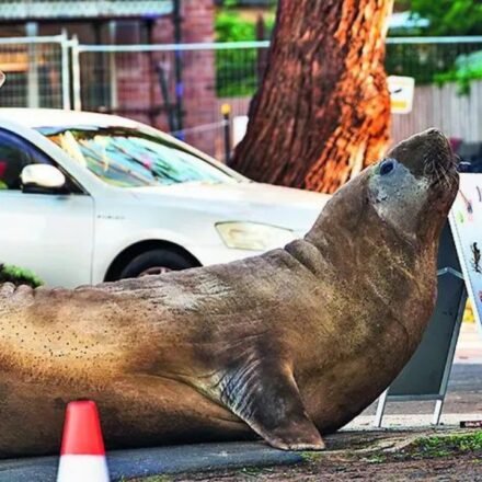 Australian officials ask fans to respect Neil's privacy, the 1,000kg seal respects nothing