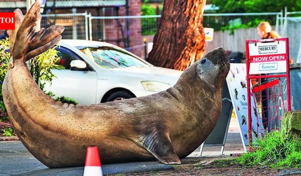 Australian officials ask fans to respect Neil's privacy, the 1,000kg seal respects nothing