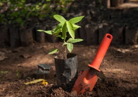 Bangladesh plans to plant 250 million trees over five years; conservationists warn wrong trees could destroy entire ecosystems