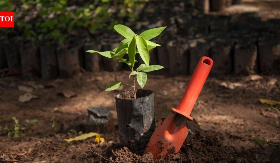 Bangladesh plans to plant 250 million trees over five years; conservationists warn wrong trees could destroy entire ecosystems