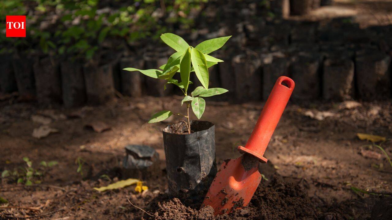 Bangladesh plans to plant 250 million trees over five years; conservationists warn wrong trees could destroy entire ecosystems