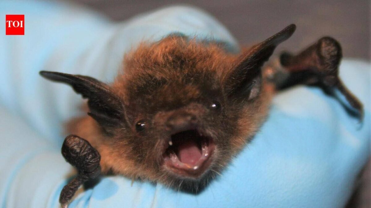 Bat bite on face, no visible bite: 11-year-old Canadian boy dies of rabies weeks later World News