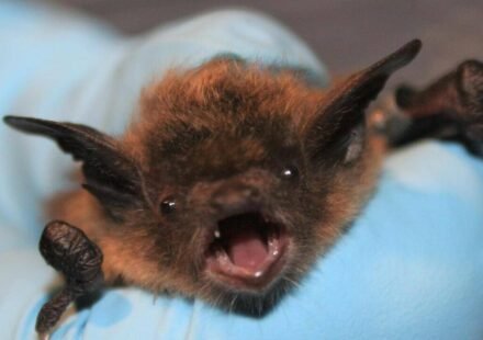 Bat bite on face, no visible bite: 11-year-old Canadian boy dies of rabies weeks later World News