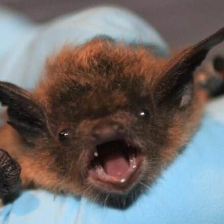 Bat bite on face, no visible bite: 11-year-old Canadian boy dies of rabies weeks later World News