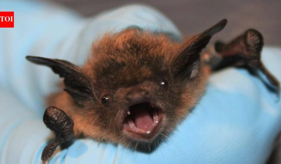 Bat bite on face, no visible bite: 11-year-old Canadian boy dies of rabies weeks later World News