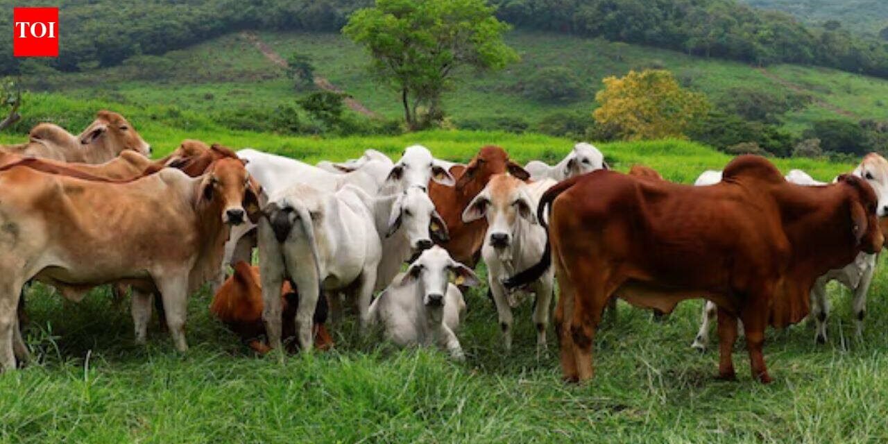 “Bioterrorism” in occupied Ukraine? Kyiv accuses Russia of creating anthrax risk