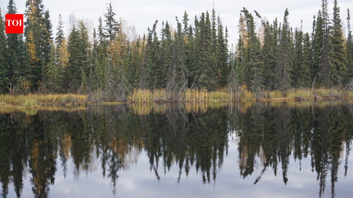 Boreal forests shade northern permafrost so effectively that summer snowmelt remains shallow, about a meter; researchers estimate their canopies freeze 59 billion tons of carbon