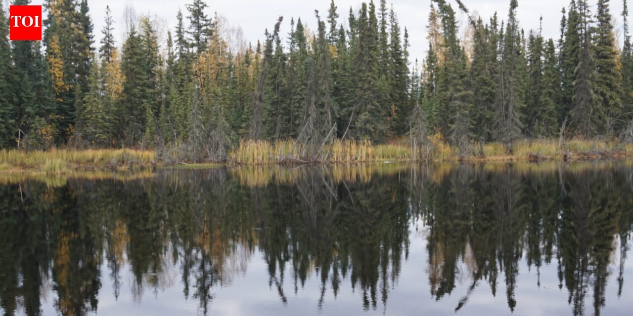 Boreal forests shade northern permafrost so effectively that summer snowmelt remains shallow, about a meter; researchers estimate their canopies freeze 59 billion tons of carbon