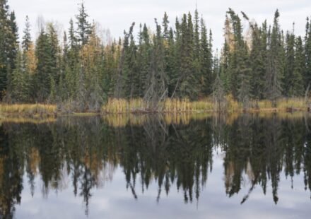 Boreal forests shade northern permafrost so effectively that summer snowmelt remains shallow, about a meter; researchers estimate their canopies freeze 59 billion tons of carbon