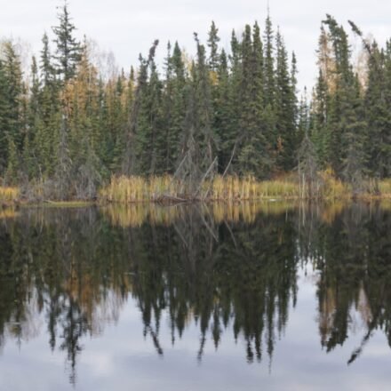 Boreal forests shade northern permafrost so effectively that summer snowmelt remains shallow, about a meter; researchers estimate their canopies freeze 59 billion tons of carbon