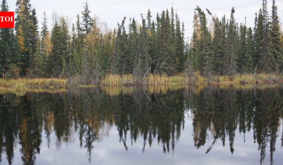 Boreal forests shade northern permafrost so effectively that summer snowmelt remains shallow, about a meter; researchers estimate their canopies freeze 59 billion tons of carbon