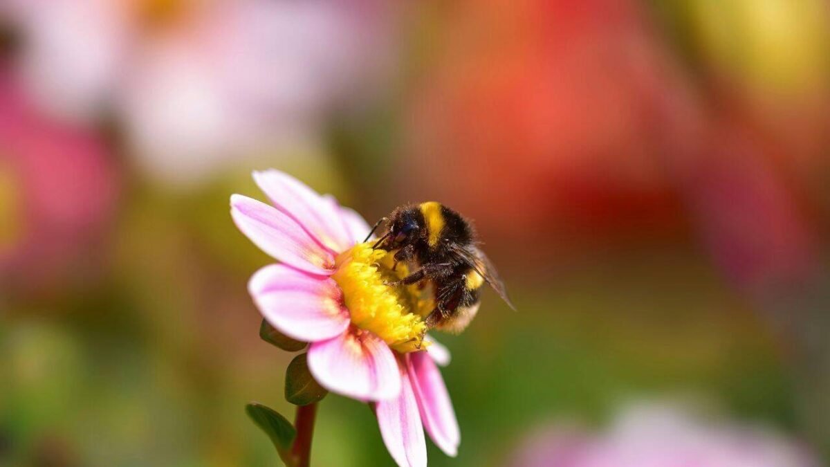Bumblebees carry seven times more toxic metals than bees, even when foraging in the same fields; study finds |