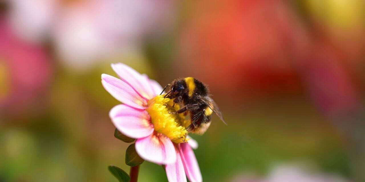Bumblebees carry seven times more toxic metals than bees, even when foraging in the same fields; study finds |