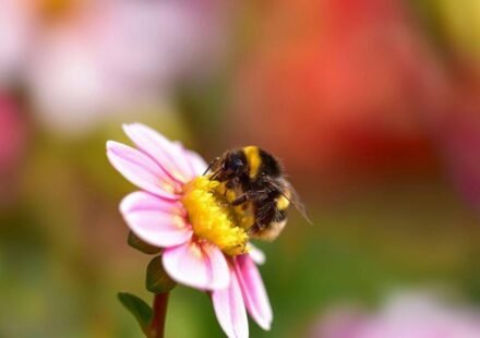 Bumblebees carry seven times more toxic metals than bees, even when foraging in the same fields; study finds |