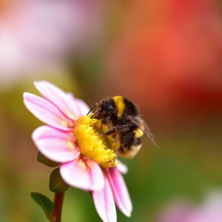 Bumblebees carry seven times more toxic metals than bees, even when foraging in the same fields; study finds |
