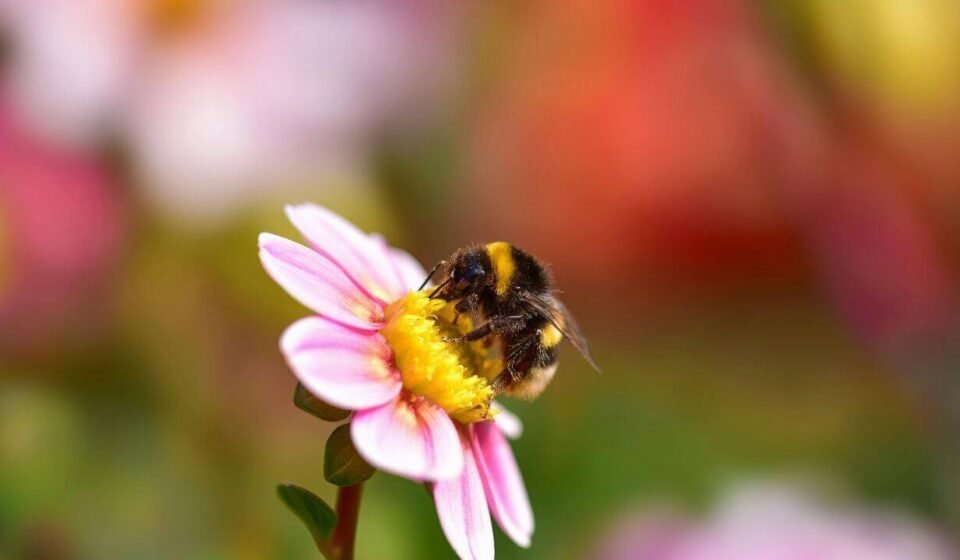 Bumblebees carry seven times more toxic metals than bees, even when foraging in the same fields; study finds |