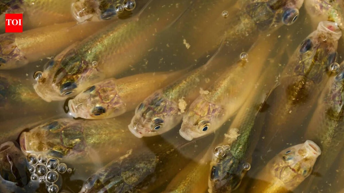 Calgary: A stormwater pond in Calgary appears to be filled with Prussian carp; the invasive fish can produce all-female cloned offspring and spread through drainage ditches