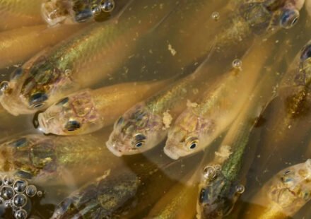 Calgary: A stormwater pond in Calgary appears to be filled with Prussian carp; the invasive fish can produce all-female cloned offspring and spread through drainage ditches