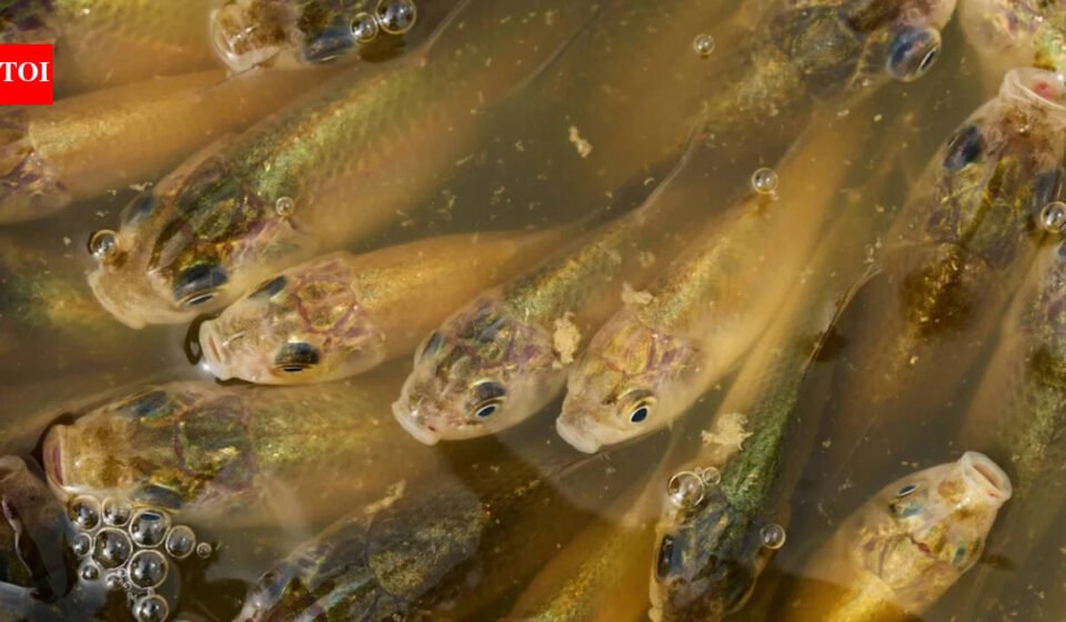 Calgary: A stormwater pond in Calgary appears to be filled with Prussian carp; the invasive fish can produce all-female cloned offspring and spread through drainage ditches