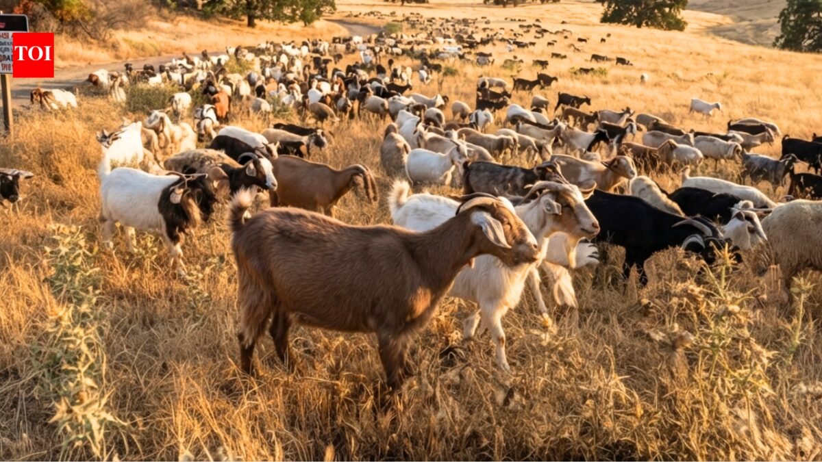 California deploys 400 goats and sheep as 'firefighters' to hunt down an invasive weed that's causing wildfires and threatening local ecosystems World News