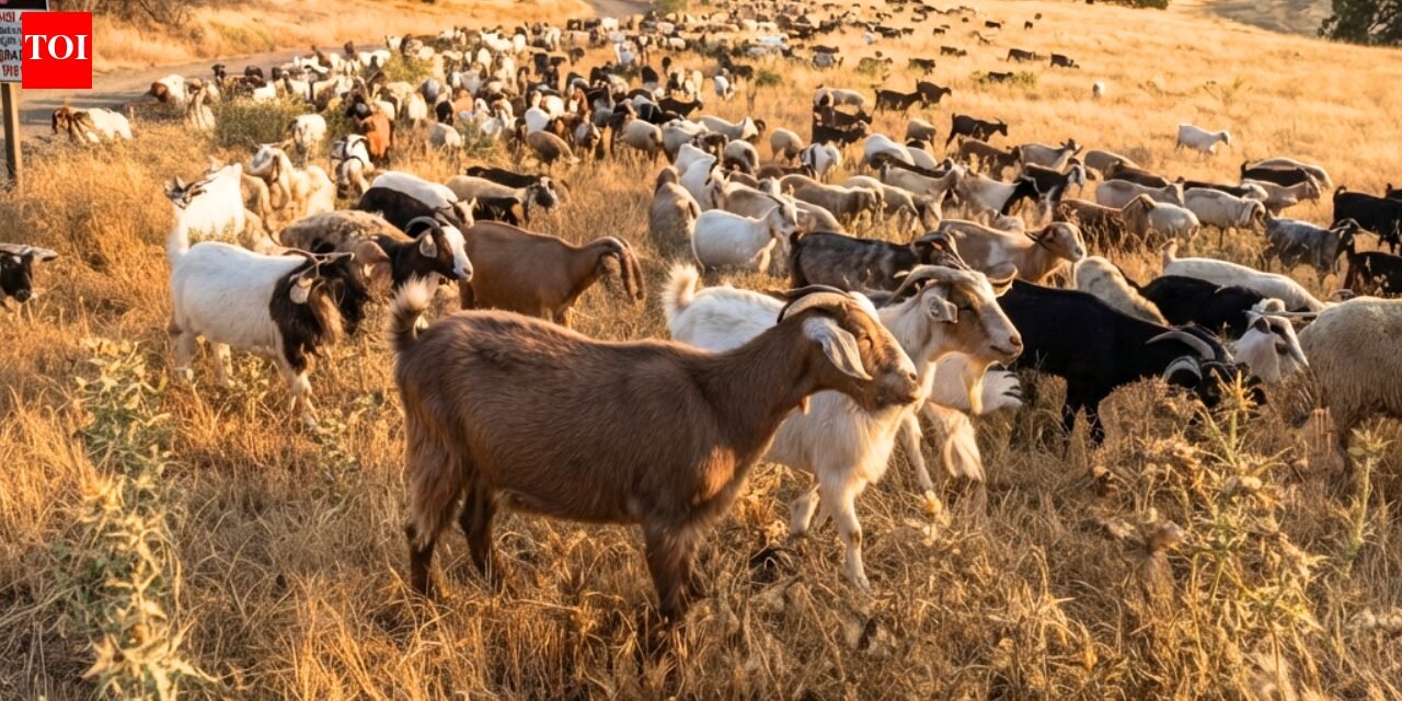 California deploys 400 goats and sheep as 'firefighters' to hunt down an invasive weed that's causing wildfires and threatening local ecosystems World News