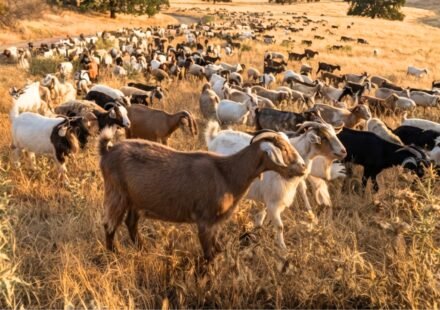 California deploys 400 goats and sheep as 'firefighters' to hunt down an invasive weed that's causing wildfires and threatening local ecosystems World News