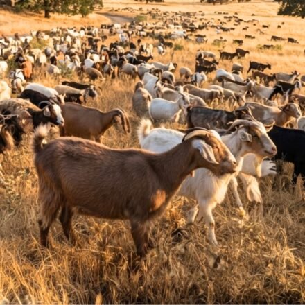 California deploys 400 goats and sheep as 'firefighters' to hunt down an invasive weed that's causing wildfires and threatening local ecosystems World News