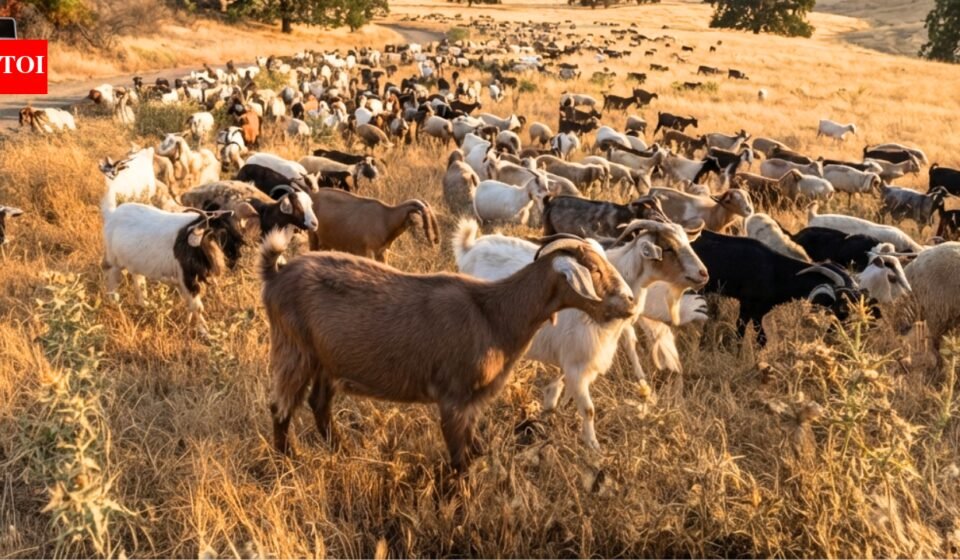 California deploys 400 goats and sheep as 'firefighters' to hunt down an invasive weed that's causing wildfires and threatening local ecosystems World News