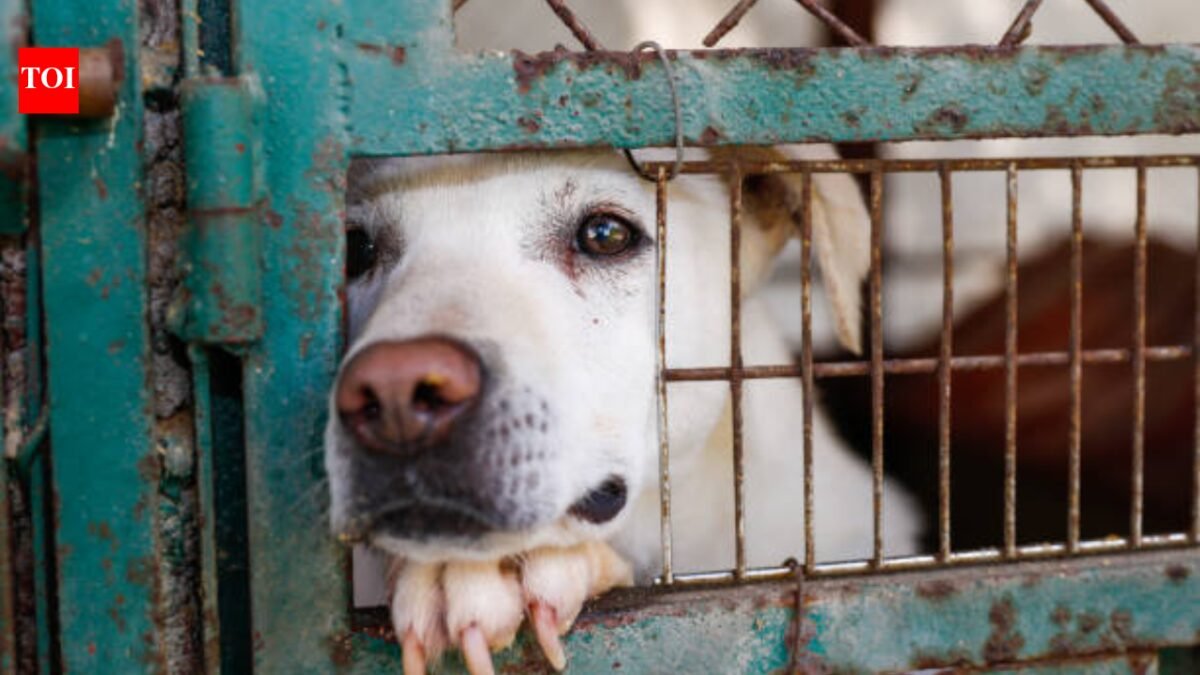California woman staged fake animal rescue, left dog to die in hot car; released by court without bail | World News