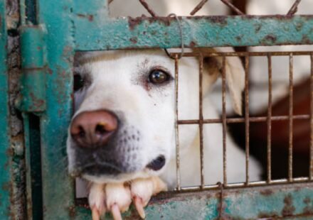 California woman staged fake animal rescue, left dog to die in hot car; released by court without bail | World News