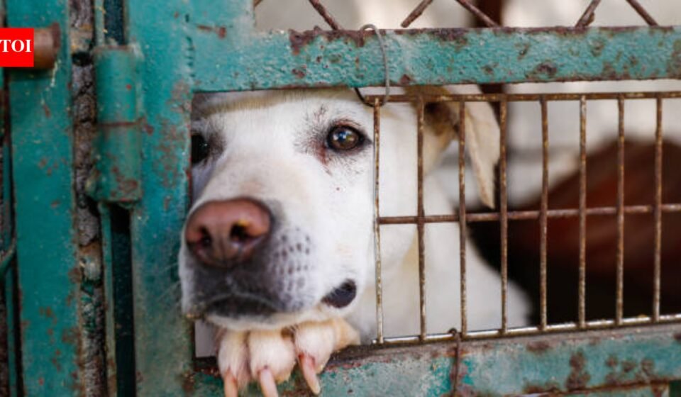California woman staged fake animal rescue, left dog to die in hot car; released by court without bail | World News