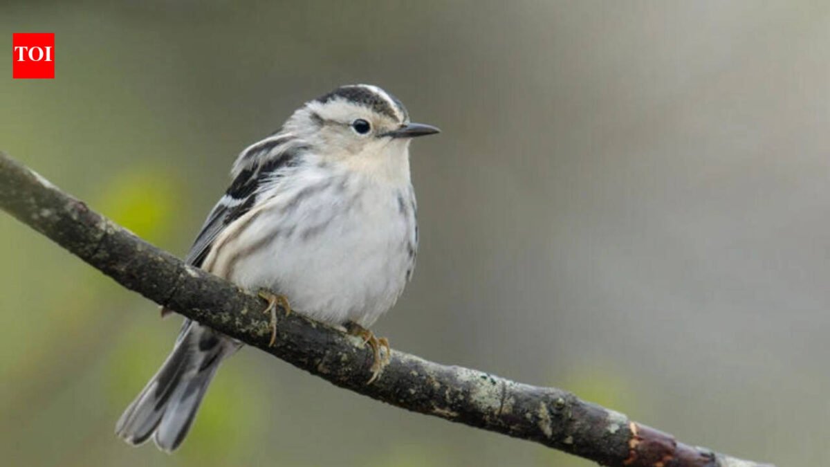 Canadian wildfire smoke increases, 40 bird species less frequent in New York after scientists match smoke pollution to observations of 99,000 birds