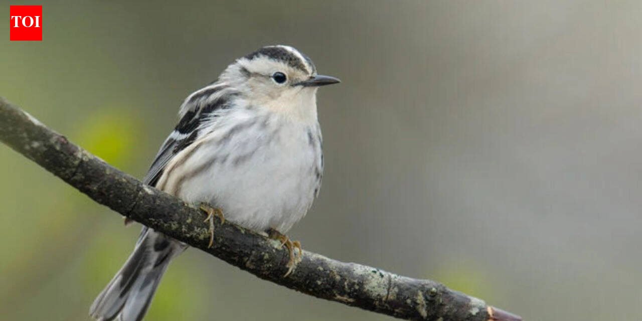 Canadian wildfire smoke increases, 40 bird species less frequent in New York after scientists match smoke pollution to observations of 99,000 birds