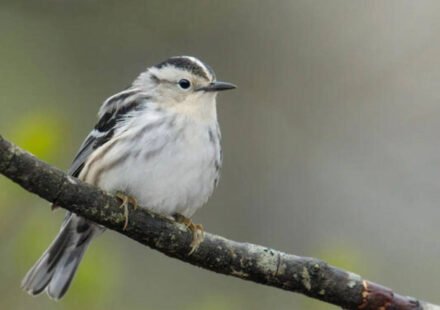 Canadian wildfire smoke increases, 40 bird species less frequent in New York after scientists match smoke pollution to observations of 99,000 birds